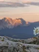 Mountain flower