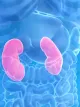 Kidneys in body