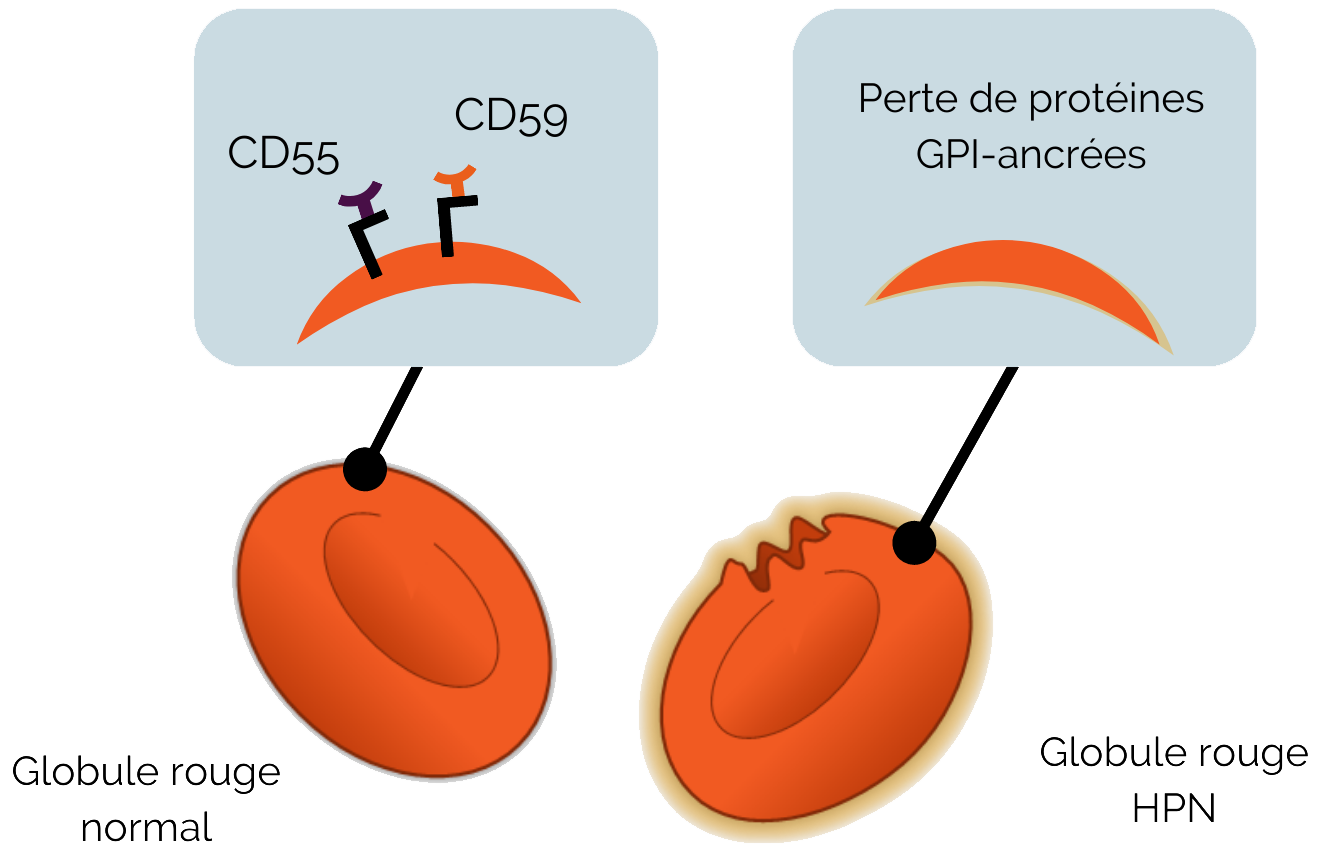 Protéines GPI-ancrées : CD55 et CD59