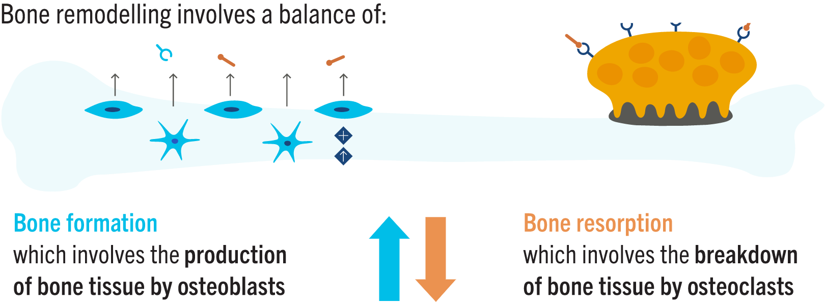 Bone remodelling