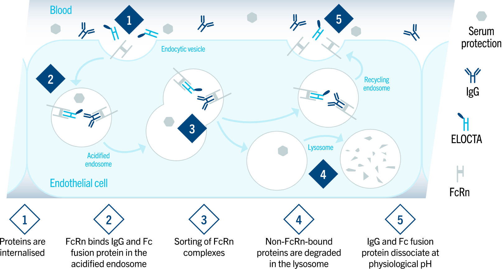 Infographic
