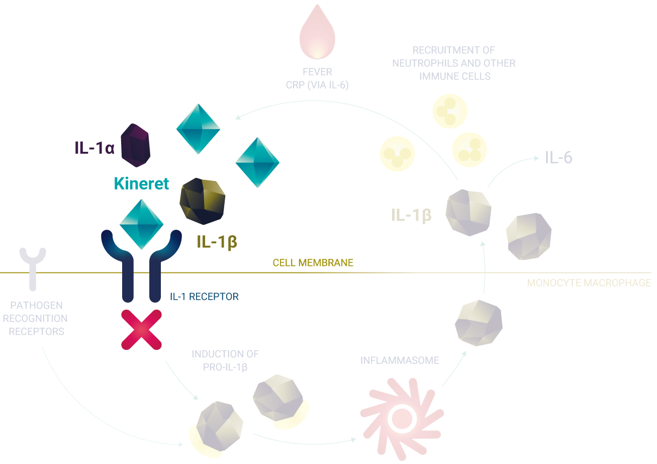 Kineret inflammatory loop MOA