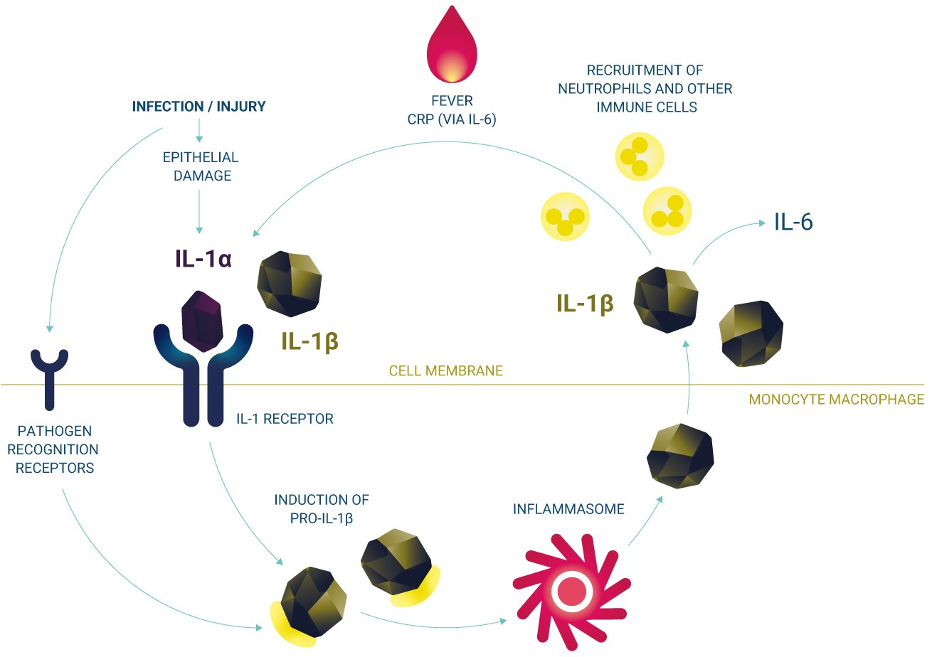 Autoinflammatory loop