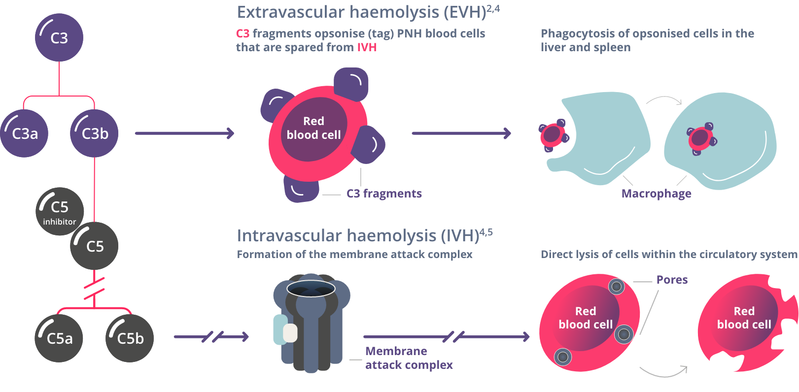 Ongoing Anaemia