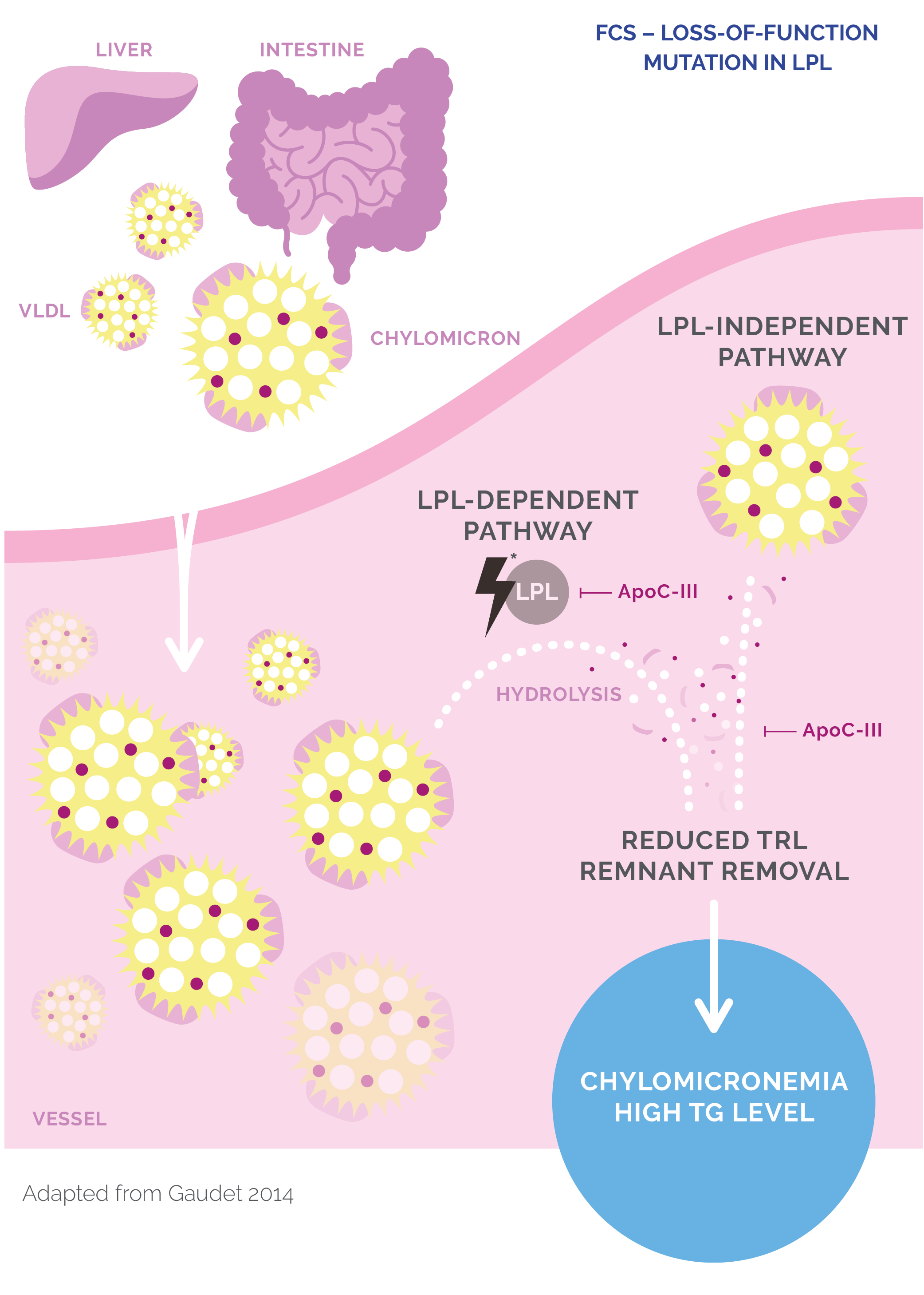 FCS Pathogenesis