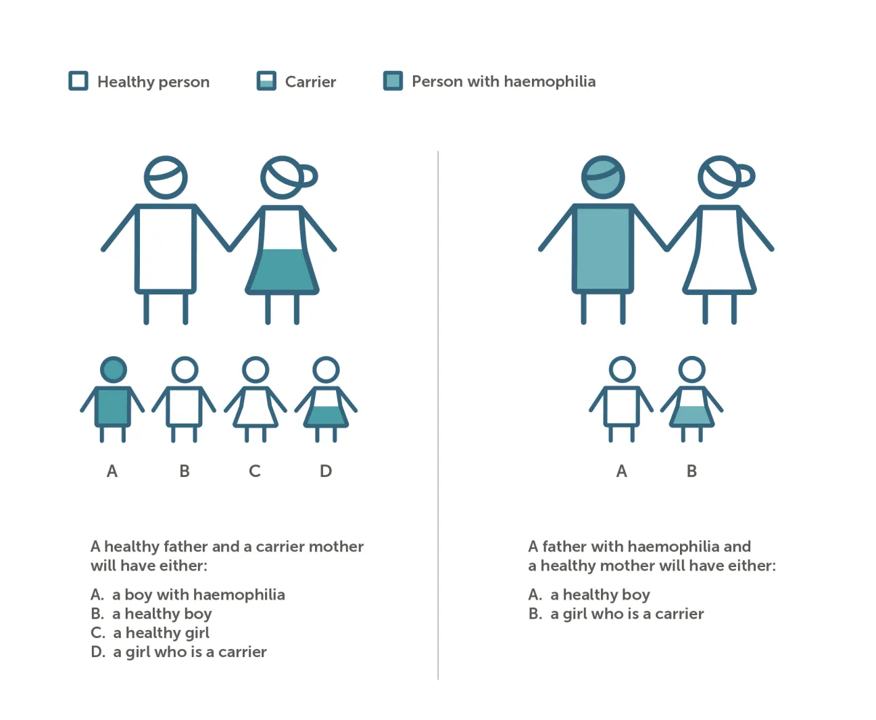 Haemophilia genetics diagram