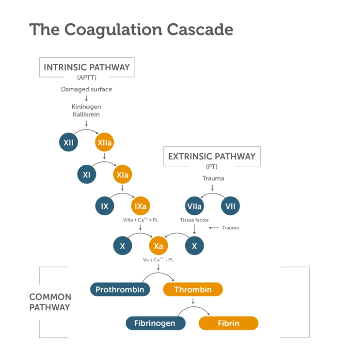 The coagulation cascade