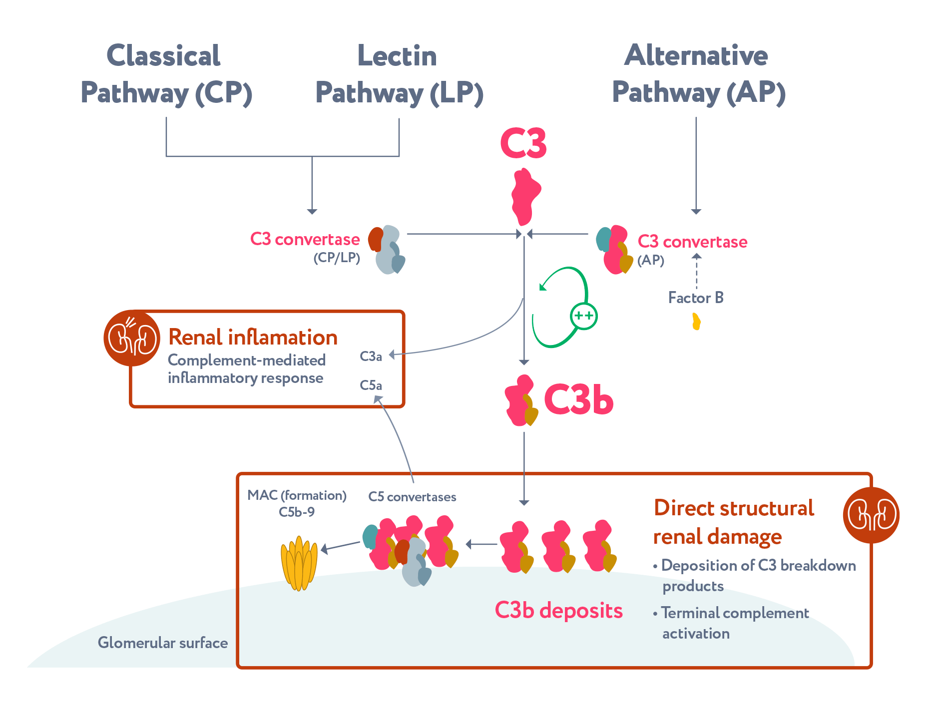 Aspaveli dysregulation of the complement cascade