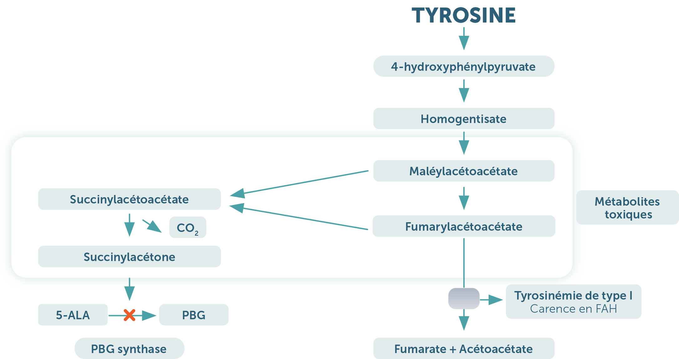 Tyrosinémie héréditaire de type 1