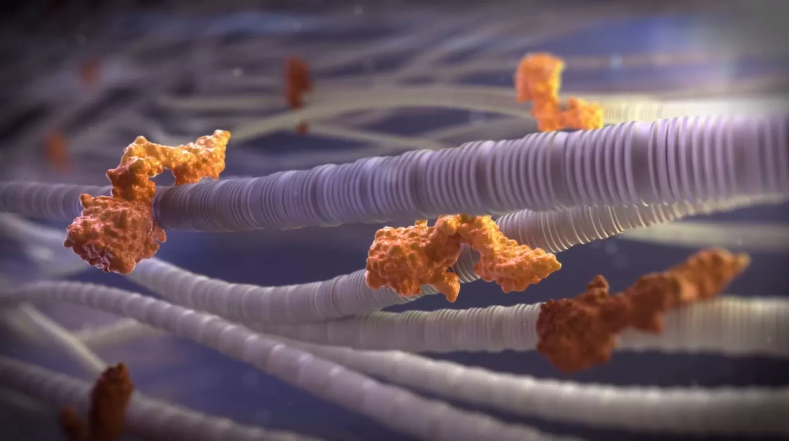 La distribution extravasculaire du facteur IX