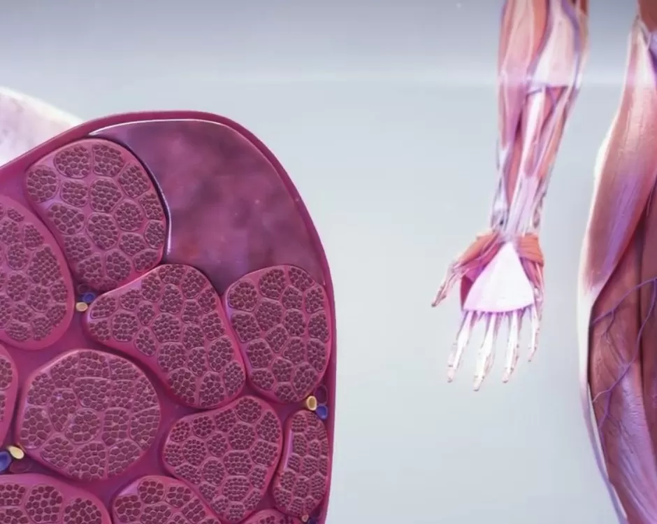 Les hématomes musculaires