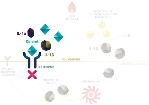 Kineret inflammatory loop MOA