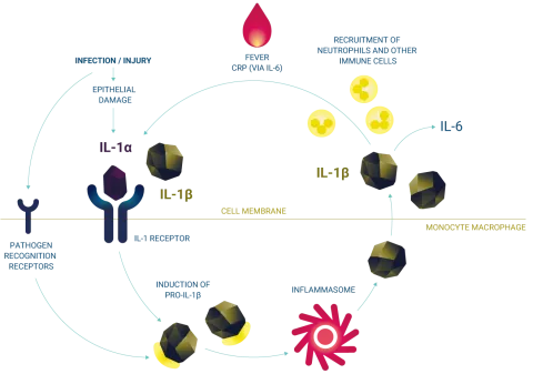 Autoinflammatory loop
