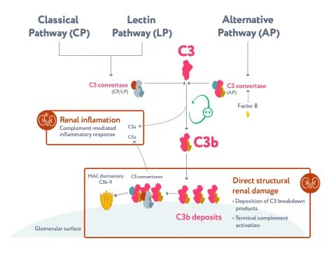 Aspaveli dysregulation of the complement cascade