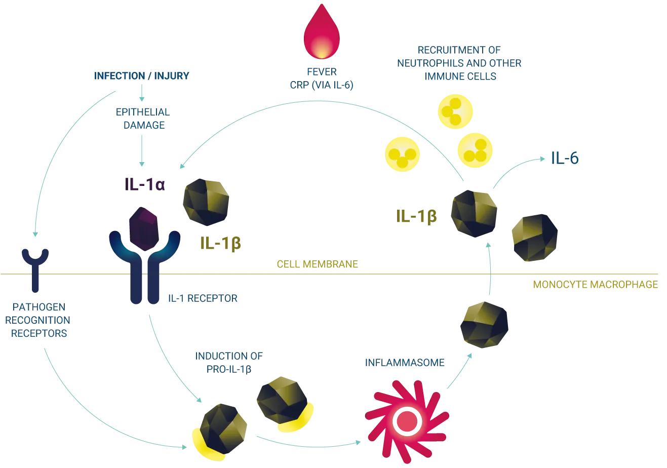 Autoinflammatory loop